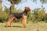 AIREDALE TERRIER 194